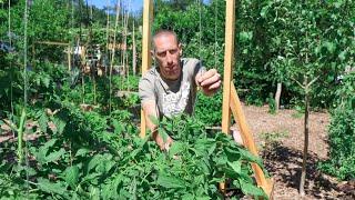 This Technique of Tying Up Tomatoes Will Change Everything