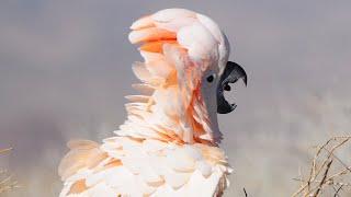 How to Stop a Moluccan Cockatoo From Screaming | Training