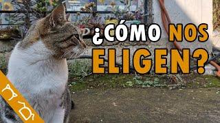 ¿Porque Llega Un Gato A Tu Vida? ¿Cómo Eligen Los Gatos A Sus Dueños?