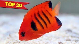 Top 20 Most Beautiful Fishes in the World