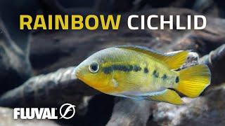 Species Spotlight | Rainbow Cichlid