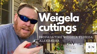 How to propagate Weigela florida 'Alexandra' from soft wood cuttings