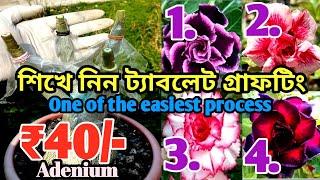 Easy grafting process, বাড়িতেই করে ফেলতে পারবেন rosy variety adenium, খুবই কম খরচে।