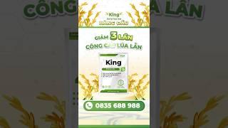 Xử lý sạch 90% lúa lẫn, lúa ma, lúa 2 tầng trong 7 ngày, giảm công cắt, an toàn lúa sạ với King Asia