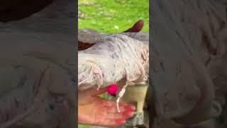 전통 방식으로 구운 양고기, 이 맛 미쳤다  #양고기구이 #먹방쇼츠 #숯불구이 #자연먹방 #전통요리 #고기굽는소리 #ASMR #레어먹방 #캠핑요리 #바비큐파티