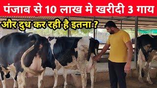 पंजाब से 10 लाख मे खरीदी 3 गाय और दुध कर रही है इतना ? hf cow dairyfarm in gujarat