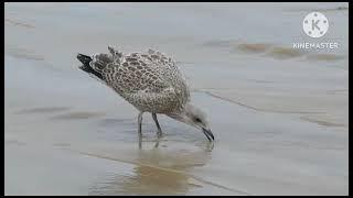 Most Cleanest Beach -Blue Flag Certification- All 12 Blue Flag Beaches In India