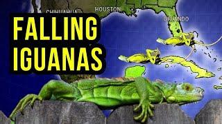 Falling Iguana Alerts Issued...