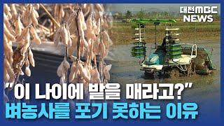 '벼농사' 왜 포기 못 하는지 아십니까/대전MBC