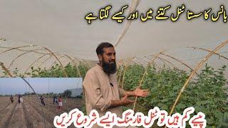 Bamboo tunnel farming |Bamboo tunnel farm structure |بانس ٹنل فارمنگ |IR FARM