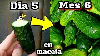  DECENAS de PEPINOS en MACETA ! (Como Sembrar y plantar pepinos) Germinar y su Cultivo