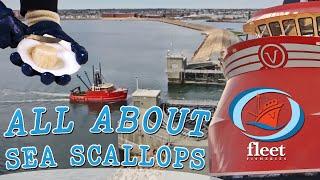 SeaTube: "All About Scallops" - OceansFleet Fisheries - An Informative Series