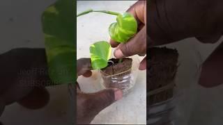 how to propagate pothos in coconut husks #shorts #pothosplant