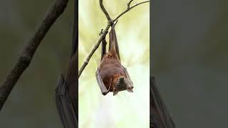 Winged Wonders: Exploring the Fascinating World of Bats