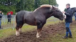 Foire de Kerien oct. 2023, tour de présentation étalons Traits Bretons