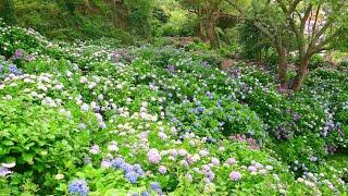 【4K】Japanese Local City Walking. Hydrangea Festival in Shimoda City, Shizuoka Prefecture. 下田アジサイ祭り