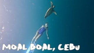 [4K] 세부여행 | 모알보알에서 현지 버디와 프리다이빙 | 거북이 정어리떼 | 칠리바 | 배럴 수영복