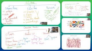 Connective tissues and their classification in detail