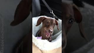 Moonpie and mom at the drive thru #starboxdachshunds #starbox #dachshunds #moonpiestarbox