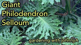 Giant Split leaf Philodendron selloum - How To Grow Outdoors/Indoors, Thaumatophyllum bipinnatifidum