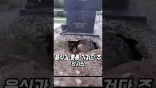 "‍️주인을 잊지 못한 충견의 마지막 사랑", "이별을 거부한 개의 진실한 사랑"
