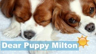 Dear Puppy Milton: Los Angeles California | Dog Travels