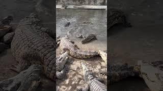 Feeding Crocodiles with Crocodile Leg