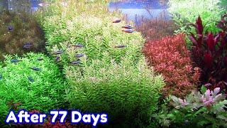 ROTALA BUSHY - STEP BY STEP AQUASCAPE DUTCHSTYLE