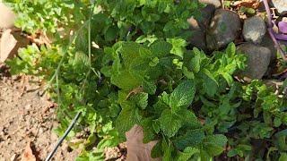 4 Ways of Preserving Mint