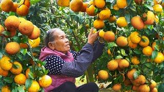 沃柑太多吃不完這樣做，黃燦燦甜滋滋，比外面買的還好吃Grandma made canned food and delicacies with tangerines｜#food   广西 美食 玉林阿婆