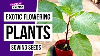 Sowing seeds, Datura & Echiums for tropical flowers | Tropical Tribe