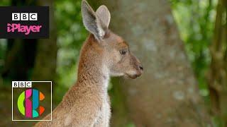 Has this kangaroo lost her hop? | The Zoo