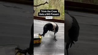 A Present For Our Crow (pt. 2)