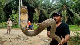 THIS IS THE FIGURE OF THE MONSTER KING COBRA JUMBO GIANT VENIOUS SNAKE  PALM PLANTATIONS | SNAKE