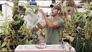 Redleaf Exotics: EP Import Unboxing July 2020