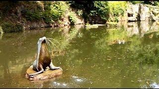 Prague Petrin Sea lion