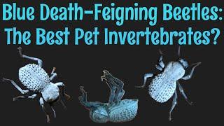 Blue Death-Feigning Beetles: The Best Pet Invertebrate?