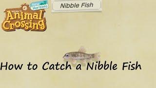 Animal Crossing: New Horizons - How to Catch a Nibble Fish