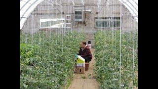 Tomato Trellising, Clipping and Pruning for Best Production