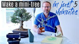 How to make a bonsai tree - from a cutting