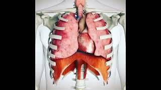 Animation   Rib Cage