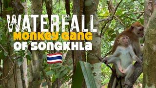 Waterfall Monkey GANG of SONGKHLA, Thailand