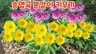 #송엽국 향로화분에 #분갈이하기 #키우기 #흙배합 우물정진주바위솔