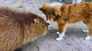 Our Capybara Is BFFs With Our Puppy