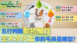 五行判斷"動物屬性" "金木水火土"你的毛孩是哪一型? 健康2.0