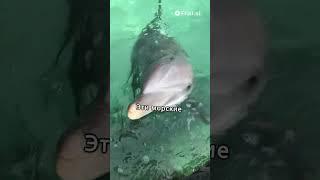 Тайны морских странников: Загадочный мир дельфинов