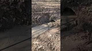 culvert pipe cleaning. check out my other videos!