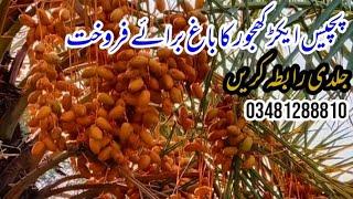 Sajjad Bukhari khajoor farm jhang | Date farming in pakistan | پچیس ایکڑ کھجور کا باغ برائے فروخت