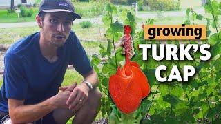 The Ultimate Guide to Growing Turk's Cap (Malvaviscus dromundii) | Texas Native Plants