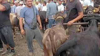 Андижон вилояти баликчи тумани баликчи мол бозоридан 